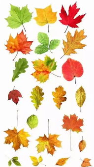 描写秋天五彩斑斓的树叶诗句